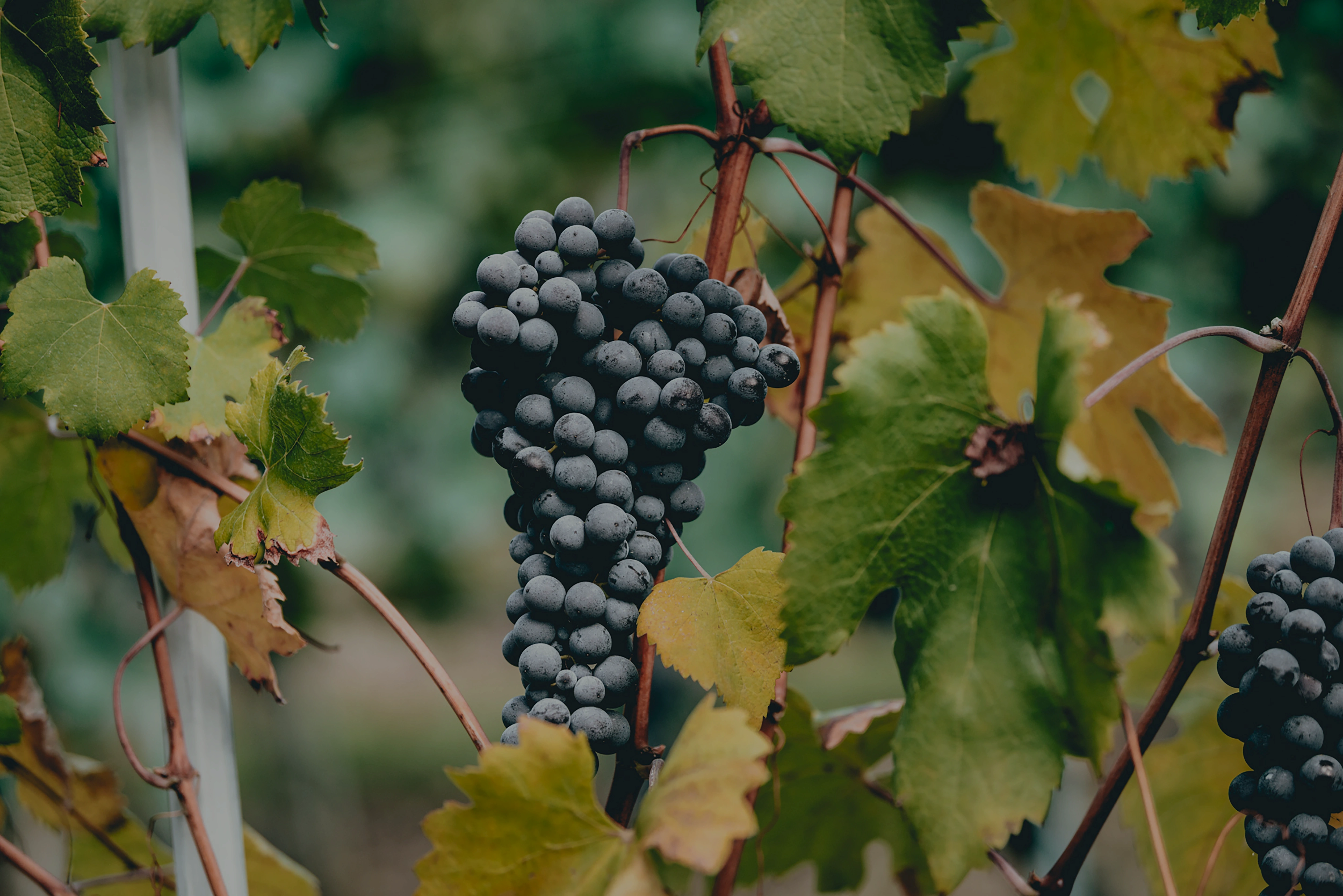 Acra Winery