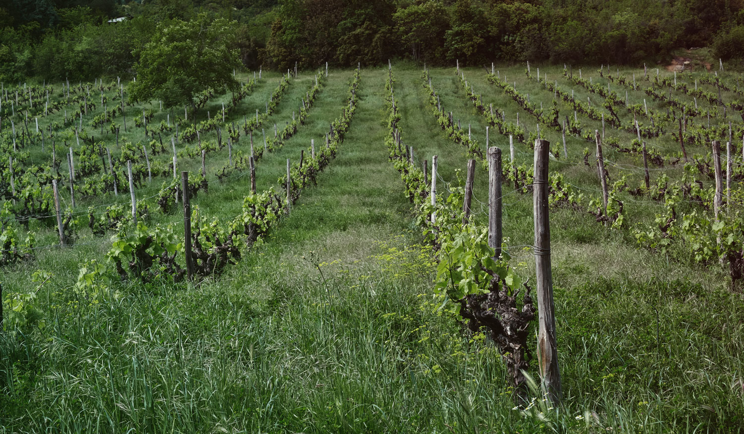 Thymiopoulos Vineyards